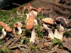 Cudonia confusa