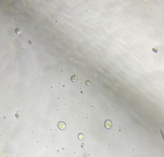Chlamydomonadales