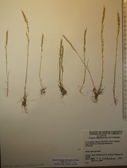 Festuca sciurea