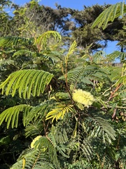 Paraserianthes