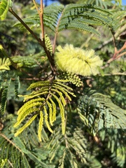 Paraserianthes