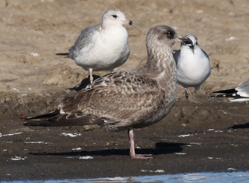 Herring Gull from Matagorda County, TX, USA on January 05, 2022 at 04