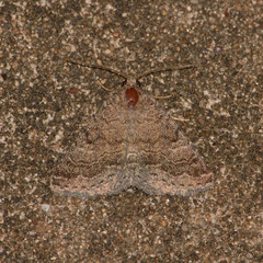 Matigramma pulverilinea