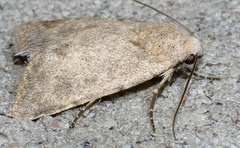 Leucocnemis perfundis