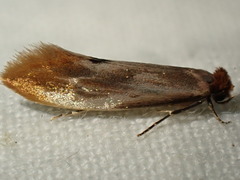 Tinea semifulvella