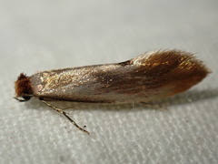 Tinea semifulvella