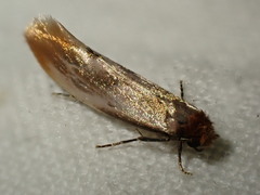 Tinea semifulvella