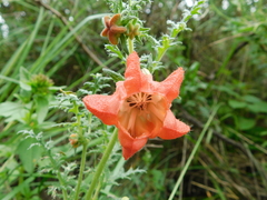 Caiophora chuquitensis