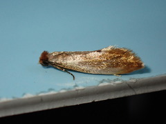 Tinea semifulvella