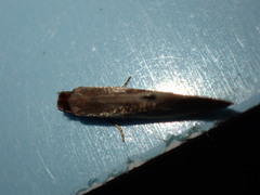 Tinea semifulvella