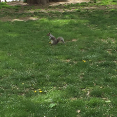Sciurus carolinensis