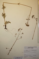 Valeriana dioica sylvatica