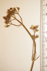 Valeriana dioica sylvatica
