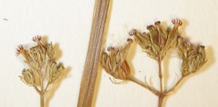 Valeriana dioica sylvatica