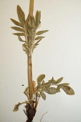 Valeriana dioica sylvatica