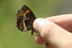 Pedaliodes phaea
