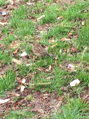 Passer domesticus
