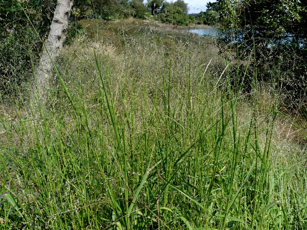 Transvaal Millet