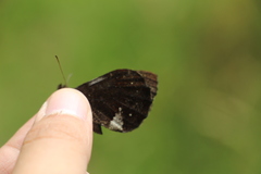 Pedaliodes phoenissa