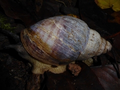 Archachatina bicarinata