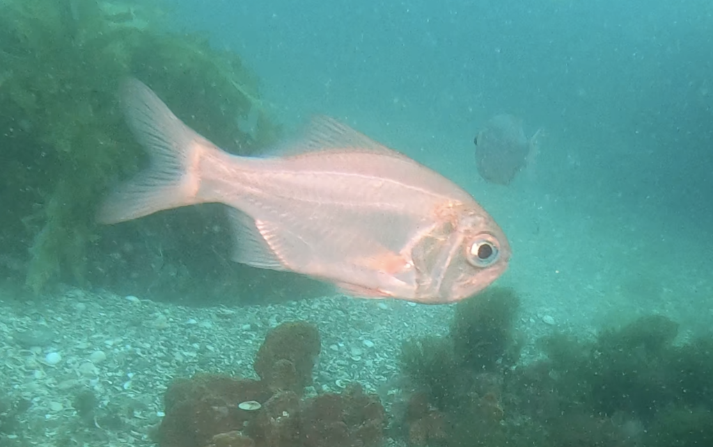 Common Roughy (Paratrachichthys trailli) - Marine Life Identification