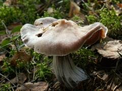Cortinarius evernius