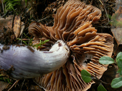 Cortinarius evernius