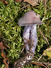 Cortinarius evernius