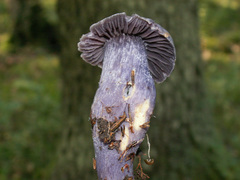 Cortinarius evernius