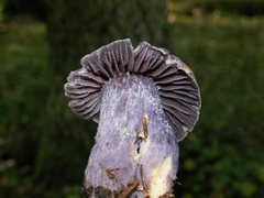 Cortinarius evernius