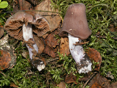 Cortinarius evernius