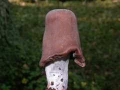 Cortinarius evernius