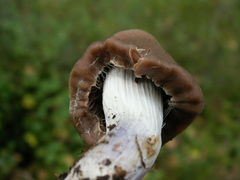 Cortinarius evernius