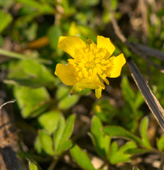 Ranunculus fascicularis