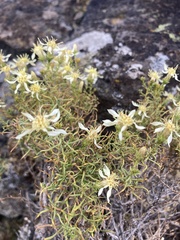 Ericameria resinosa