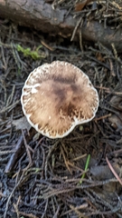 Leucoagaricus cupresseus