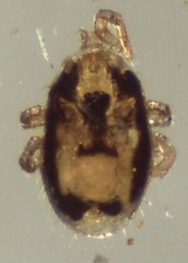 Ornithonyssus