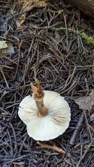 Leucoagaricus cupresseus