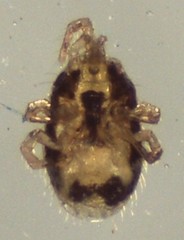 Ornithonyssus