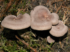 Lactarius mammosus