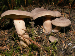 Lactarius mammosus