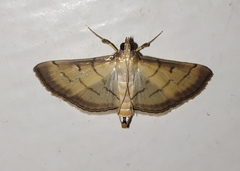 Cnaphalocrocis patnalis