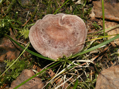 Lactarius mammosus