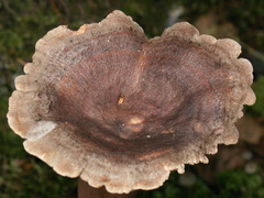 Lactarius mammosus