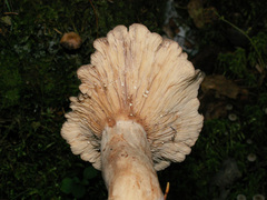 Lactarius mammosus