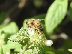 Varronia bullata
