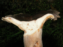 Lactarius mammosus