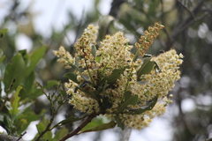 Prunus buxifolia