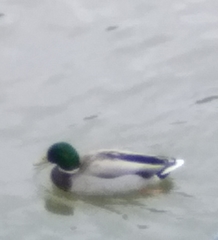 Anas platyrhynchos