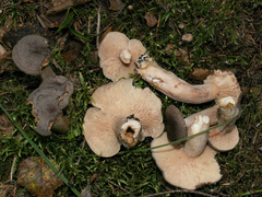 Lactarius mammosus